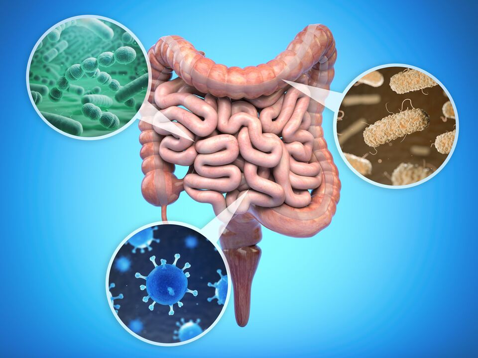 bactéries bénéfiques dans l'intestin